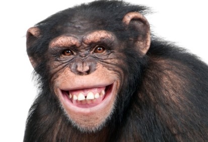 Sonrisa_primate