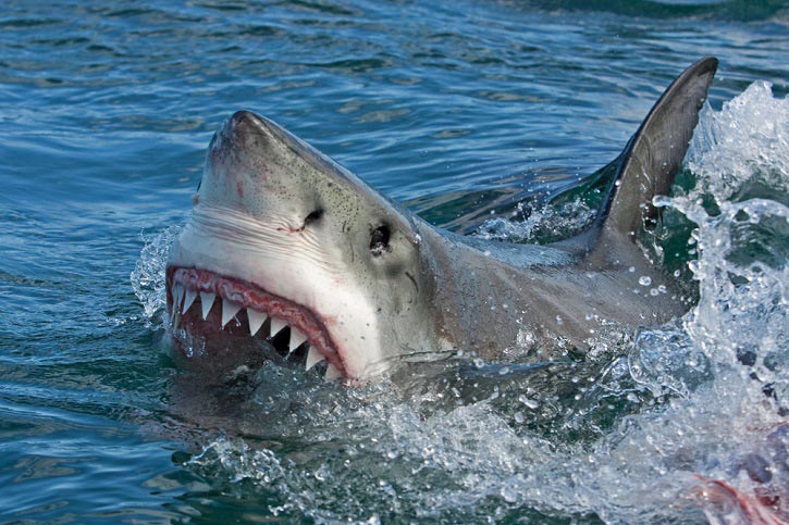 Dientes-salvajes-tiburon
