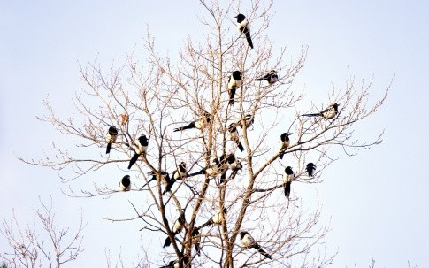 Facebook Pajaros