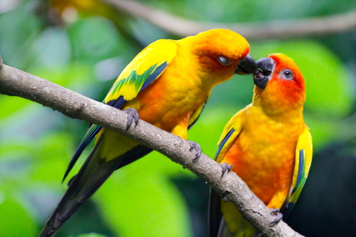 Los Pajaros Tenian Dientes